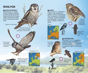 Ragadozó madarak - Természetbarátok zsebkönyve könyv baglyokról szóló része
